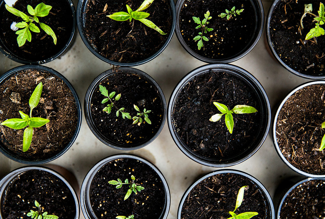 L'élégance des jardinières : créez un jardin en pot qui fait sens